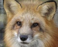 Foxy Royalty Free Stock Photo