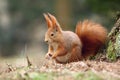 Foxy squirrel