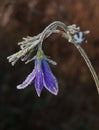 Frozen harebell flower