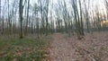 FPV drone flight quickly and maneuverable through an autumn or spring forest at sunset
