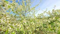 FPV Flight through blooming trees with white flowers in spring