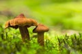 Fraaie gifgordijnzwam, Deadly Webcap mushroom, Cortinarius rubellus Royalty Free Stock Photo