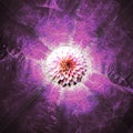 Pink Flower Explosion of Love and Light | Fractal Art Background Wallpaper