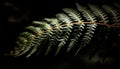 Fractal fern frond spirals in tropical rainforest generated by AI