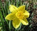 Fractal flower narcissus