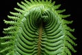 fractal patterns in a fern unfolding its leaves