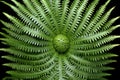 fractal patterns in a fern unfolding its leaves