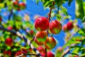 Fractal picture of cherry-plums on the plum tree