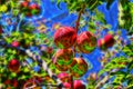 Fractal picture of cherry-plums on the plum tree