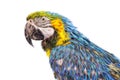 Fractal picture of big beautiful parrot