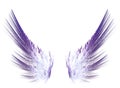 Fractal purple wings on white isolated background