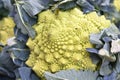 Fractal Romanesco cabbage Royalty Free Stock Photo
