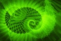 Fractal swirls Royalty Free Stock Photo