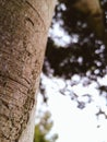 Half of a tree trunk seen up close