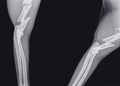 Fracture of the upper arm bone humerus of a cat