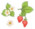 Fragaria flowers and ripe strawberry with leaves