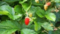 Fragaria ripe and unripe berries on green leaves background close up. Wild strawberry. Royalty Free Stock Photo