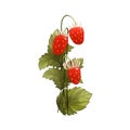 Fragaria Strawberries fruits with leaves isolated on white background. Summer plant illustration