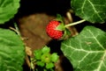 Fragaria vesca Royalty Free Stock Photo