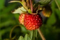 Fragaria vesca, commonly called wild strawberry, woodland strawberry, Alpine strawberry, European strawberry, fraise des bois Royalty Free Stock Photo