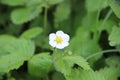 Fragaria vesca, commonly called wild strawberry, woodland strawberry, Alpine strawberry, European strawberry, or fraise des bois, Royalty Free Stock Photo