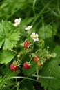 Fragaria vesca, commonly known as wild strawberry Royalty Free Stock Photo