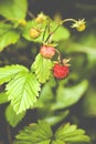 Fragaria vesca, commonly known as the Woodland Strawberry Royalty Free Stock Photo