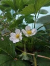 fragaria vesca flower can be called wild strawberry Royalty Free Stock Photo