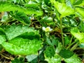 Fragaria vesca flower, commonly called wild strawberry flower, forest strawberry, Alpine strawberry Royalty Free Stock Photo