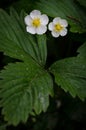 Fragaria vesca in flower Royalty Free Stock Photo