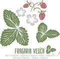 Fragaria vesca flowers, berries silhouette in color image vector illustration
