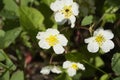 Fragaria Vesca