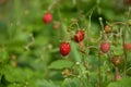 Fragaria vesca. Ripening strawberry fruits. Royalty Free Stock Photo