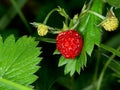 Fragaria vesca. Wild aka Alpine strawberry in the undergrowth. Royalty Free Stock Photo