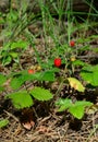 Fragaria vesca, wild strawberry, Alpine or Carpathian strawberry, European strawberry plant with ripe red berries growing in woods Royalty Free Stock Photo