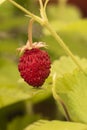 Fragaria vesca wild strawberry, creeping plant with intense green leaves and marked nerves, red fruits with small prominences