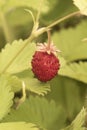 Fragaria vesca wild strawberry, creeping plant with intense green leaves and marked nerves, red fruits with small prominences