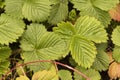 Fragaria vesca wild strawberry, creeping plant with intense green leaves and marked nerves, red fruits with small prominences