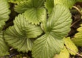 Fragaria vesca wild strawberry, creeping plant with intense green leaves and marked nerves, red fruits with small prominences