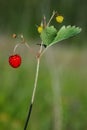 Fragaria vesca, Woodland Strawberry