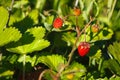 Fragaria vesca, Woodland Strawberry Royalty Free Stock Photo