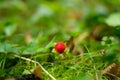 Fragaria vesca, woodland strawberry, wild strawberry outdoors in the nature. European strawberry, Alpine strawberry in green grass Royalty Free Stock Photo