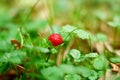 Fragaria vesca, woodland strawberry, wild strawberry outdoors in the nature. European strawberry, Alpine strawberry in green grass Royalty Free Stock Photo