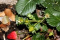 Fragaria x ananassa, Garden strawberry Royalty Free Stock Photo