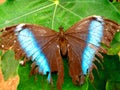 Fragile Amazon Butterfly