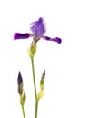 Purple flower and buds of iris