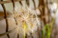 Fragile Beauty: Close-up of Yellow Flowering Dandelion