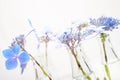 Fragile blue blossoms in transparent grass bottles