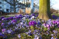 Fragile blue small spring flowers in city park in Helsingborg, Sweden