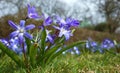 Fragile blue small spring flowers in city park